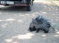 Stachelschwein am Strassenrand